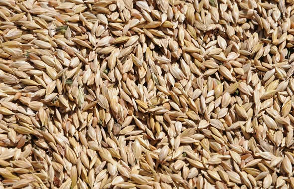 come cucinare il farro