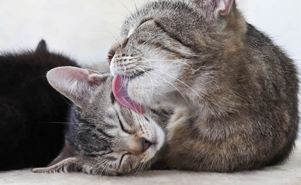 Mamma gatta tranquillizza il suo cucciolo che ha gli incubi! [VIDEO]