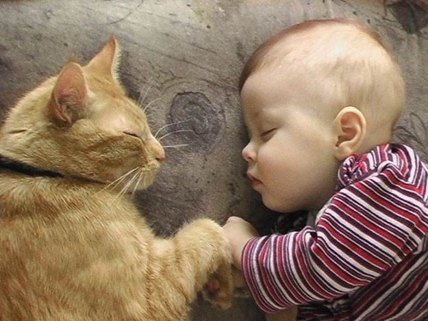gatti bambino