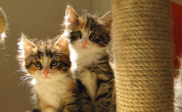 gatti e neonati