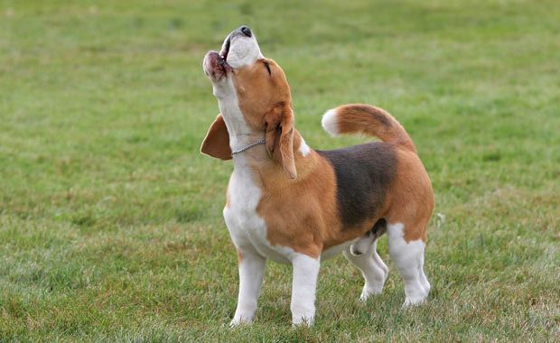 beagle